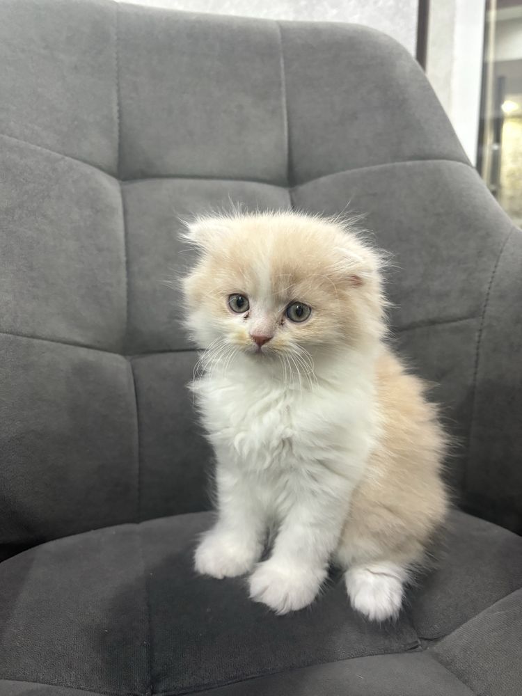Очаровательный котенок Скотиш фолд