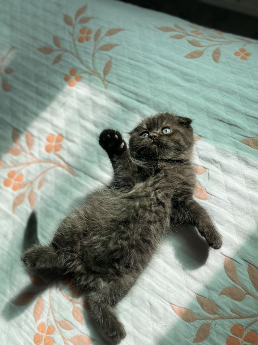 Продаются чистокровные котята скотиш фолд и страйт