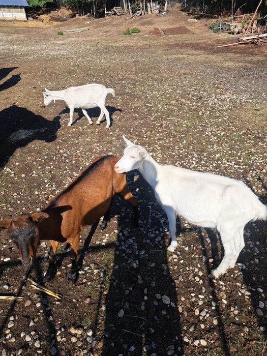 De vanzare animale .