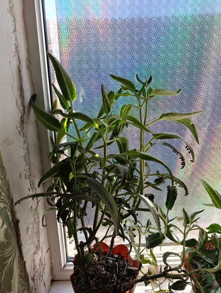 Продам алоэ  и каланхоэ 4-5 лет