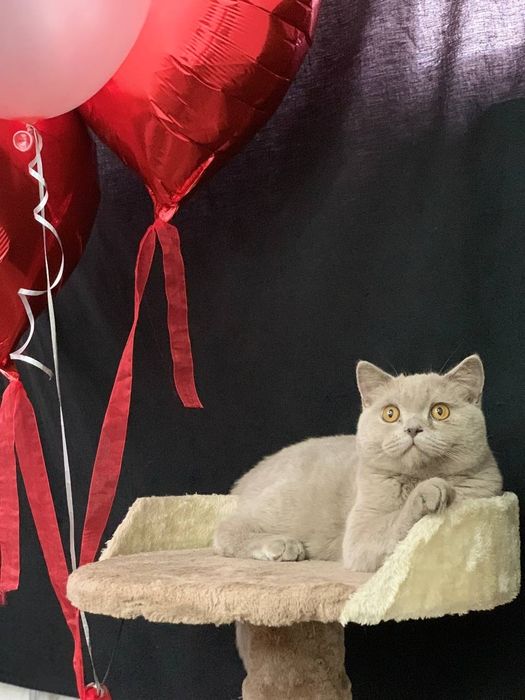 Лиловый мальчик страйт