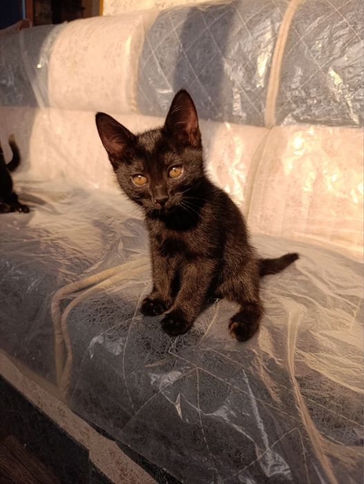 Mushuklar Bepul Котята Бесплатно