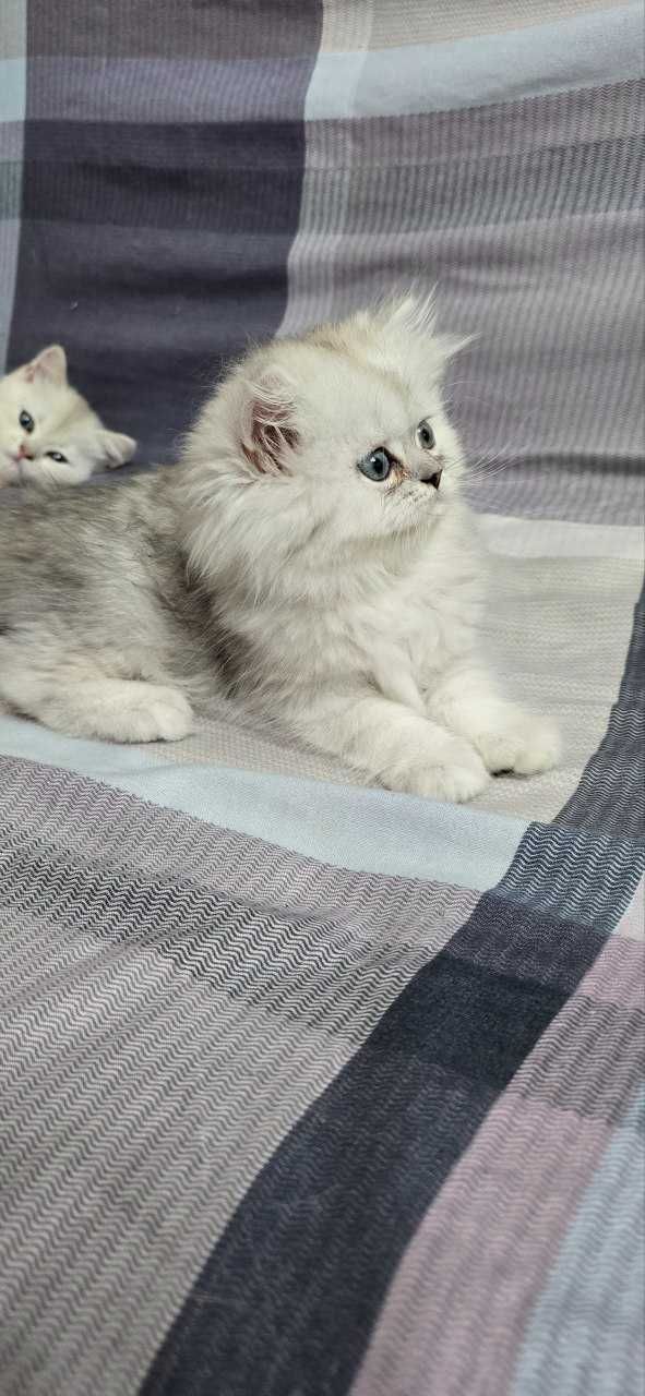 Britan shinshila mushiklari , котята шиншиллы чистокровные