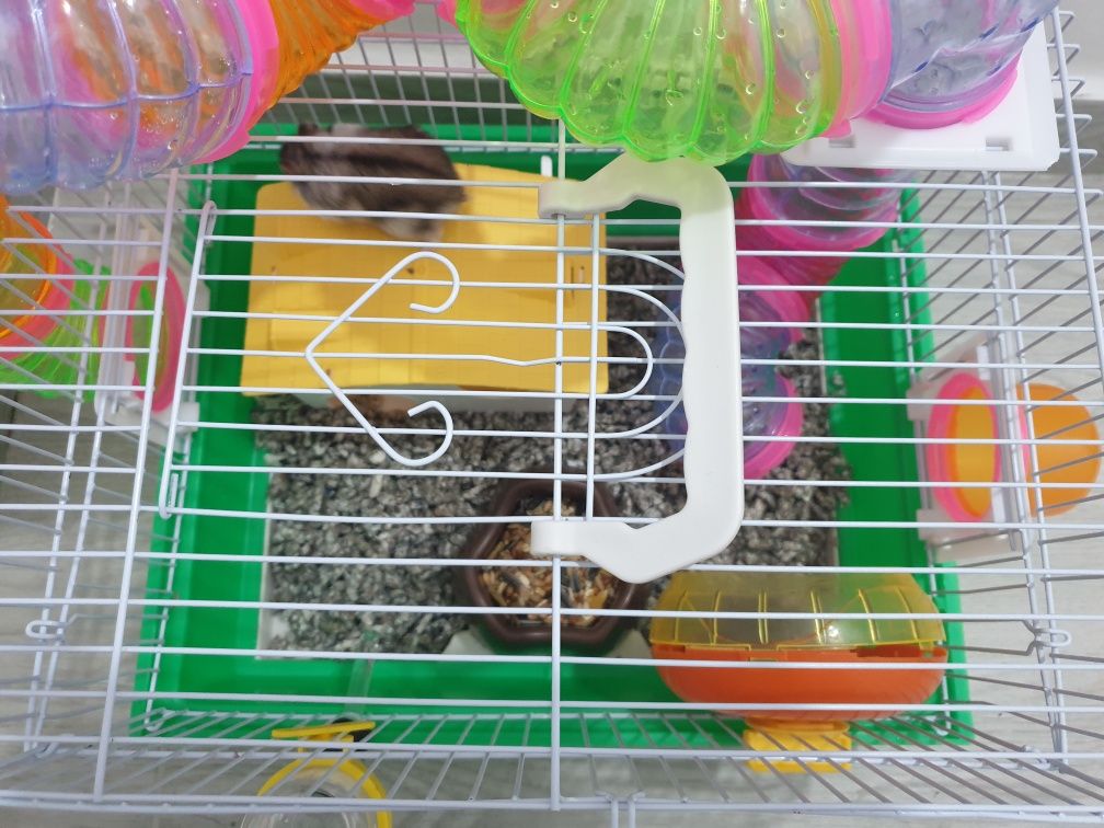 Hamsteri și accesorii