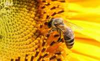 Пчелни отводки и майки