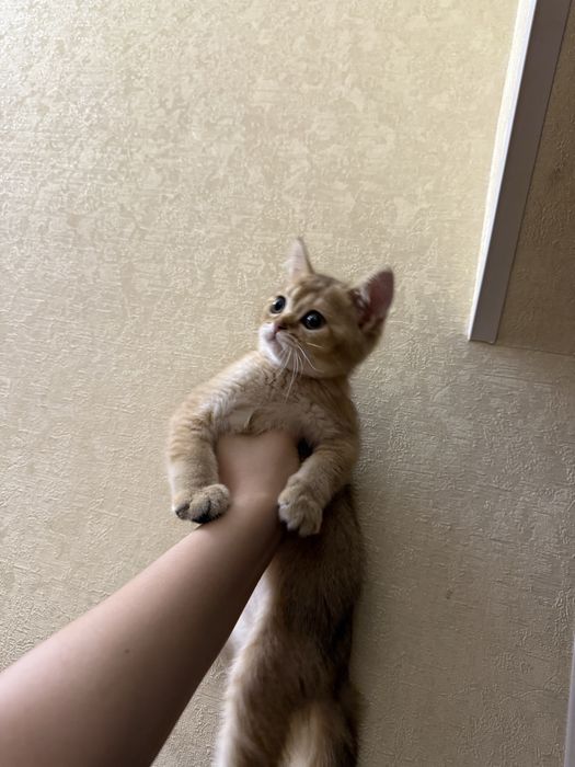 Scottish fold zolotaya shinshilla rassrockaga beriladi