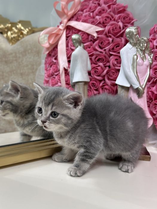 Котята. Кот. Кошка. Мысык.