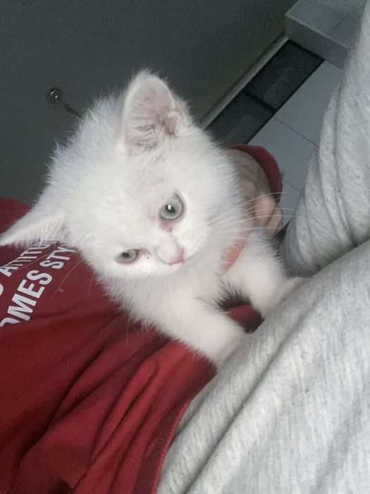 Кошка скотиш страйт