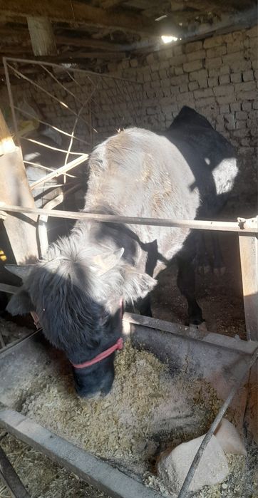 Buqa sotilad 1yarm yow