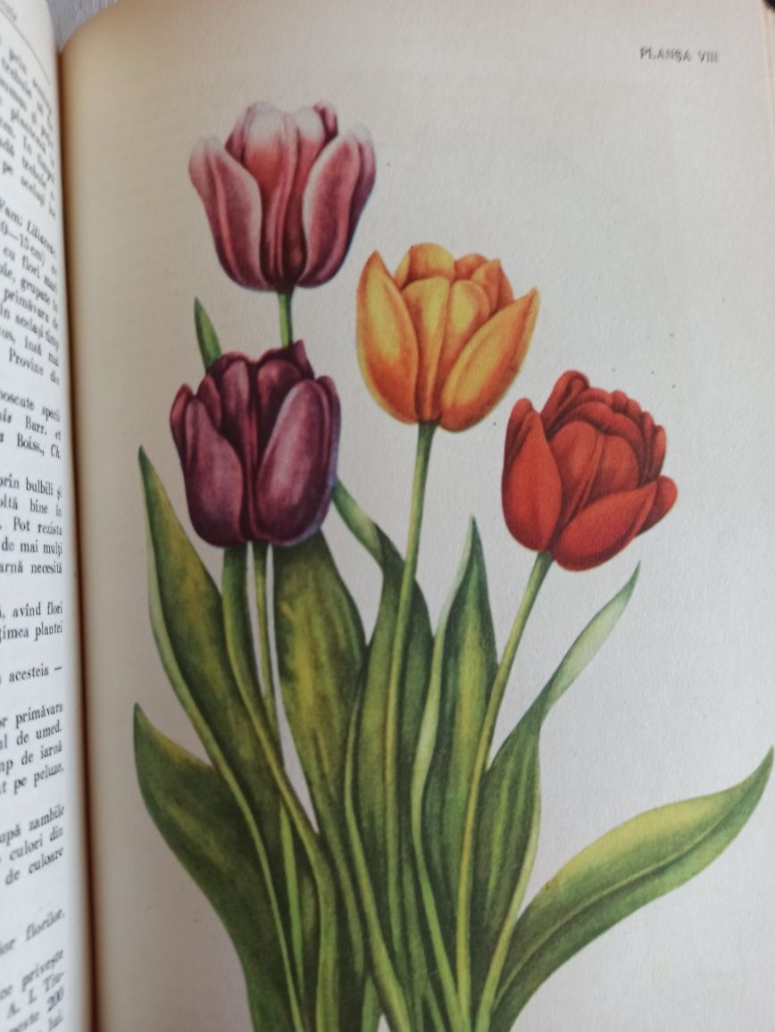 Floricultura, compendiu , manual.