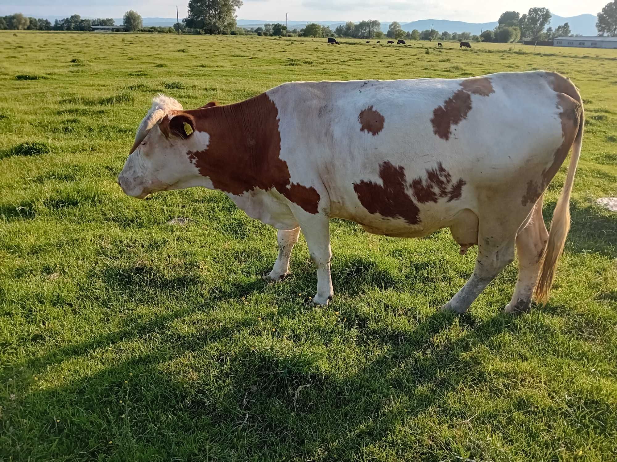 Vând vacă bălțată