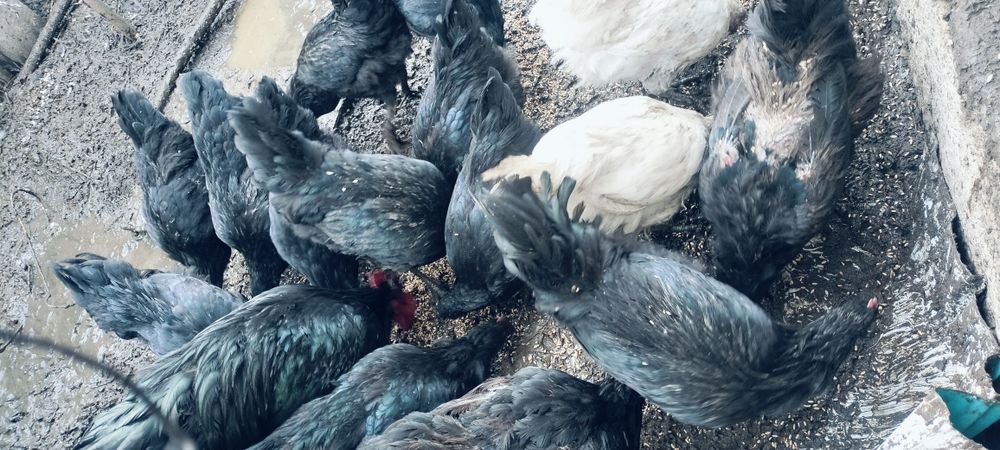 Австролорп молодые