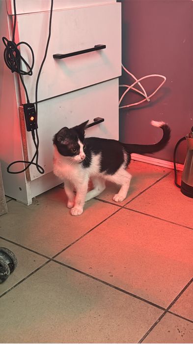 Котенок примерно месяц