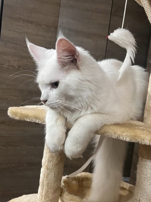 Femela Maine Coon alba PEDIGREE