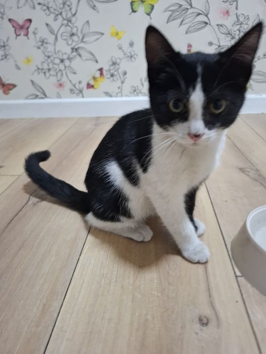 Ищет дом чудесная молодая кошечка!