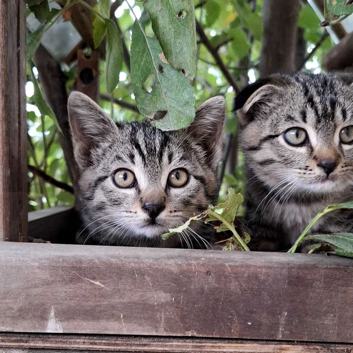 Отдам котенка в хорошие руки