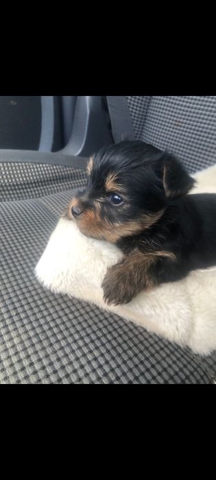 Yorkshire  Terrier