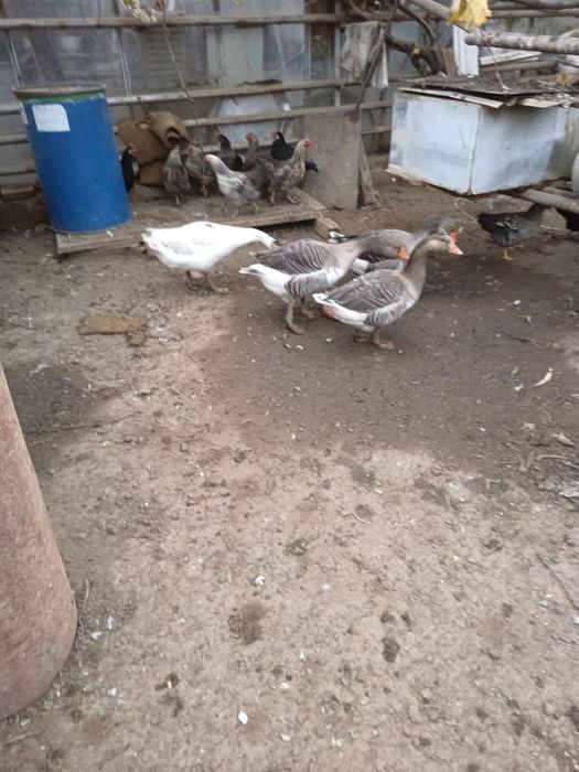 Лебедови Гъски - добре гледани