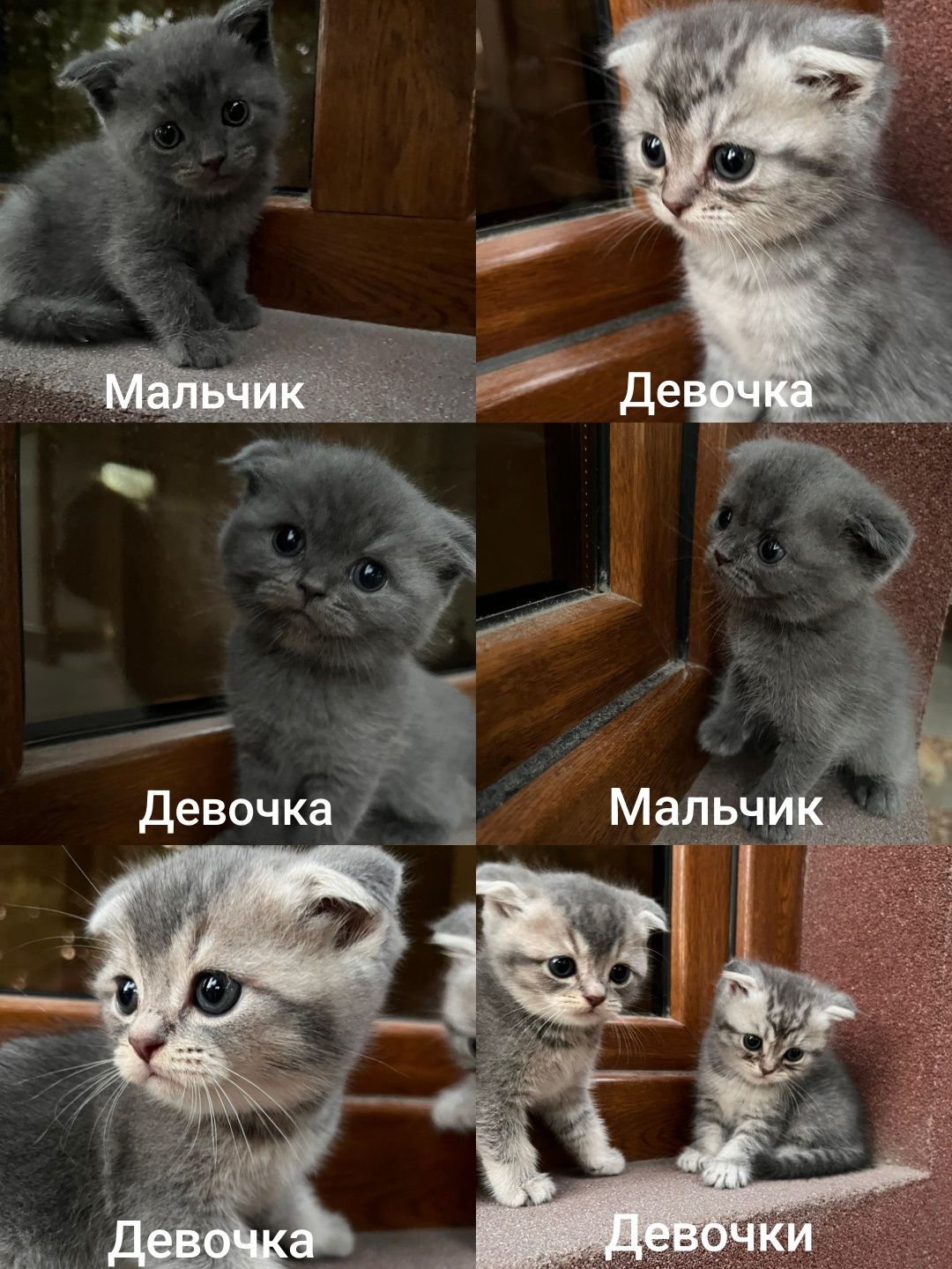 Продаются котята.