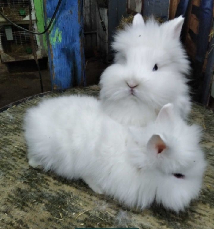 Cap de leu & angora & belgian & uriaș german