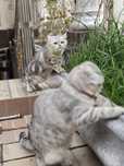 Seriy mramor shinshila strayt qizbola