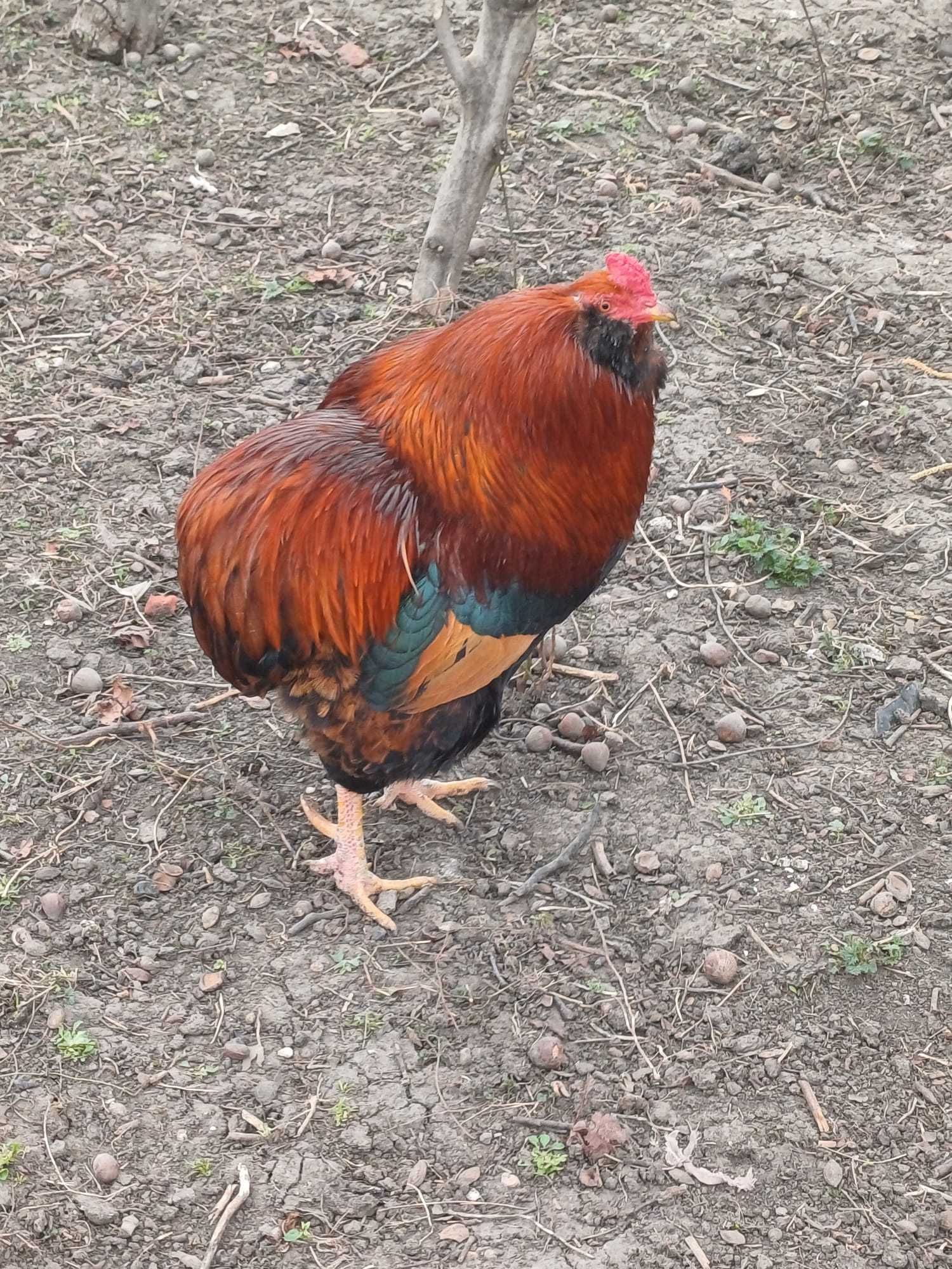 Vând oua verzi de la gaini rasa Araucana