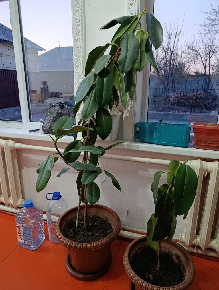 Домашние цветы разного вида
