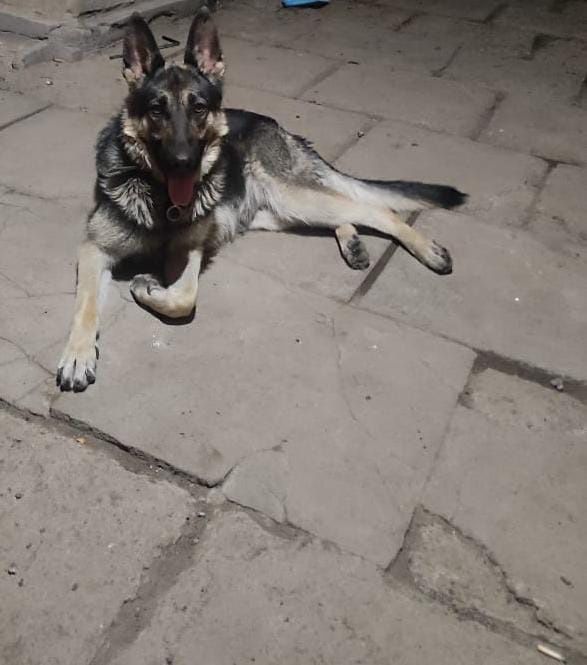 Продаются щенки ВЕО