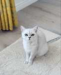 Donez pisica British Shorthair silver shaded cu certificat Pedigree