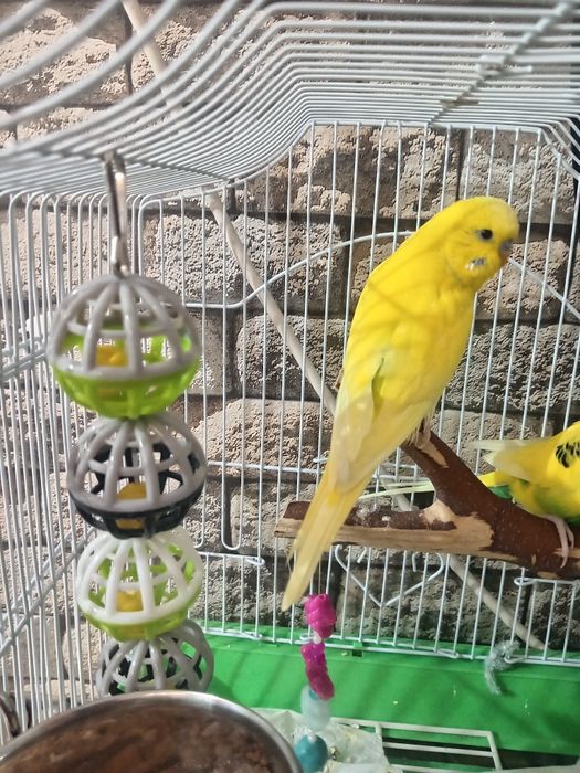 Perus tânăr +colivie și accesorii