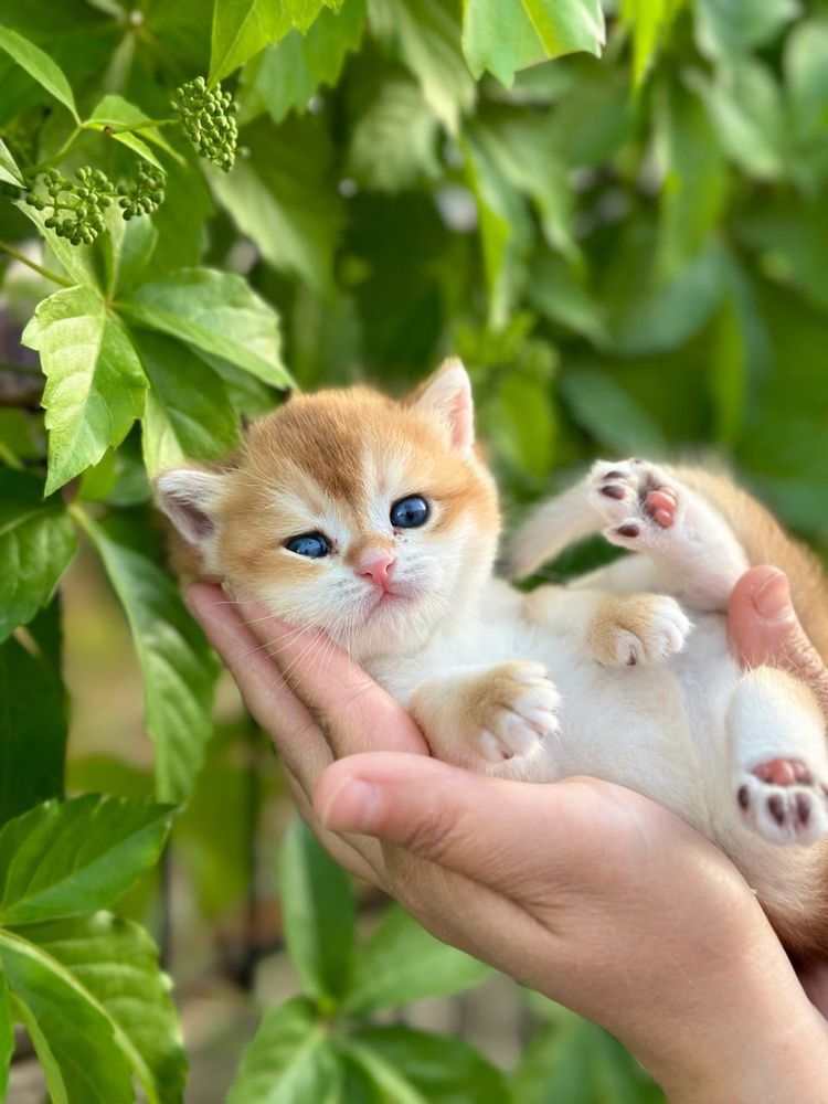 Кот на вязку привазной кот