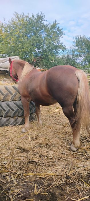 Iapă de vânzare are