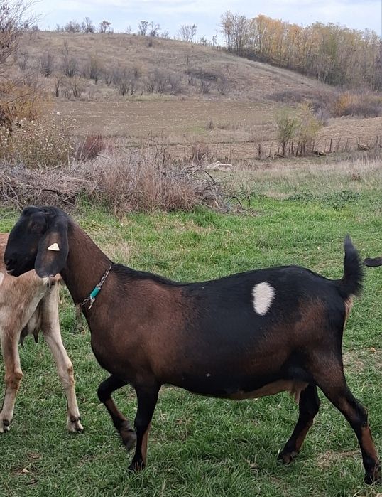 Vând 5capre Anglo Nubiene cu Pedigree