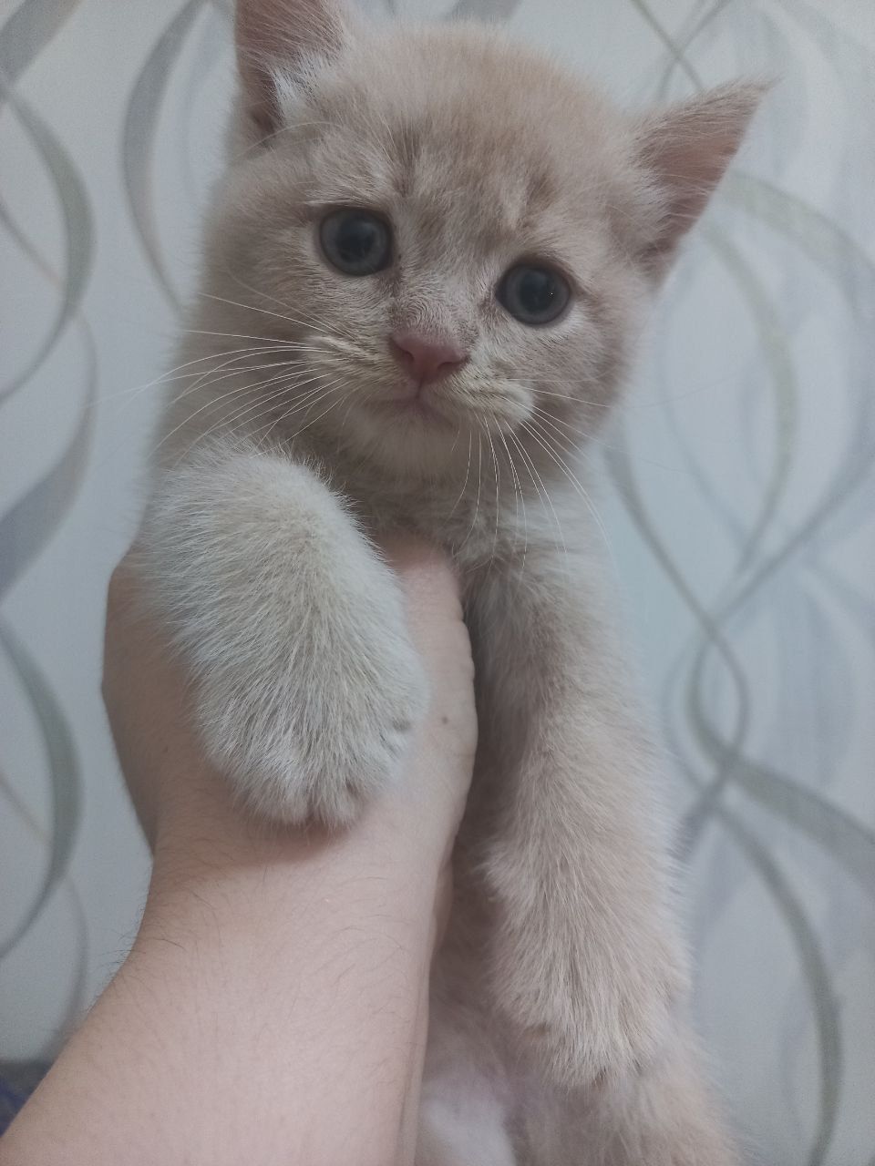 Скотиш страйт 1,5 месяцев