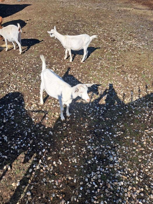 De vanzare animale .
