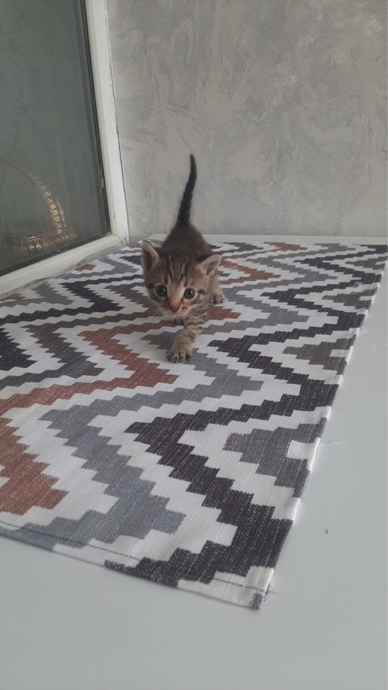 Отдаром даром котят