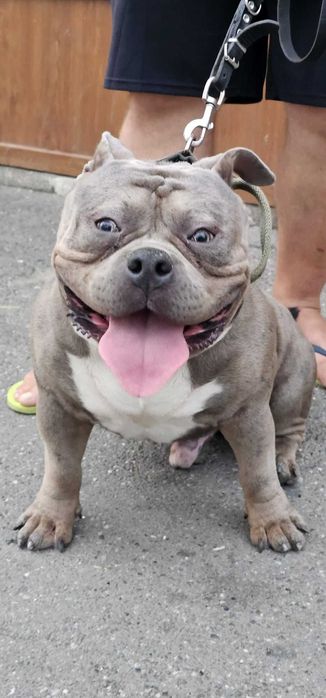 American Bully Deosebit