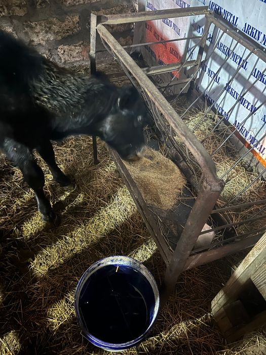 Отбито теле абардин