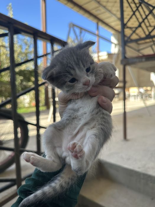 Котята  2 месяца