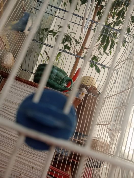 Vând peruși cu Colivie,cuibar, accesorii,os de sepie și mâncare