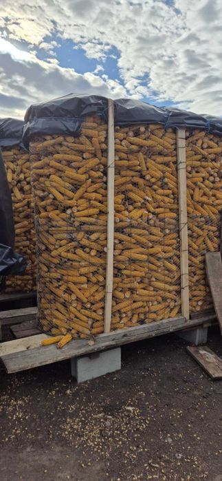 vand porumb furajer si porumb sticlos  PRET 0.85 LEI/KG