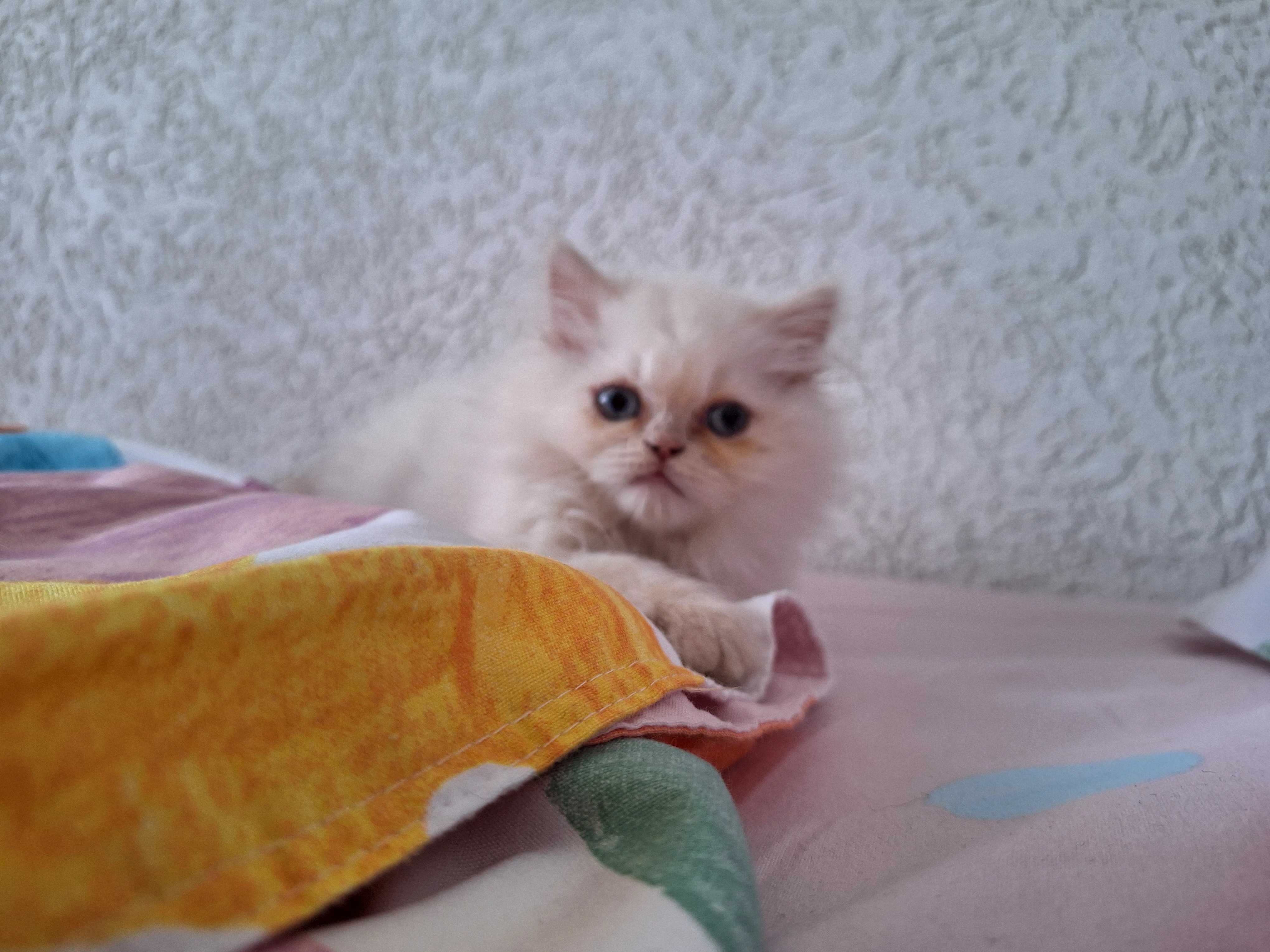 Бяло синеоко персииче
