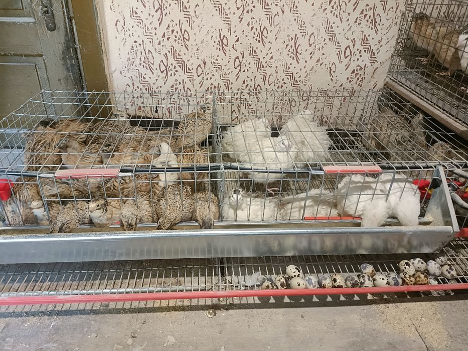 Prepelițe Jumbo Gold și Gigant Polare