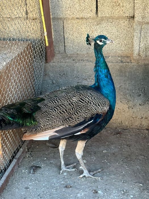 Продается павлин (индийский)