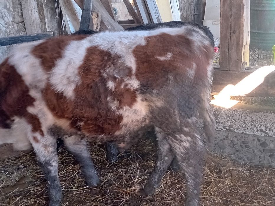 De vanzare 2 tăurasi