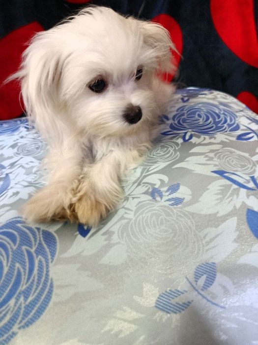 Продаётся девочка мальтийской болонки.