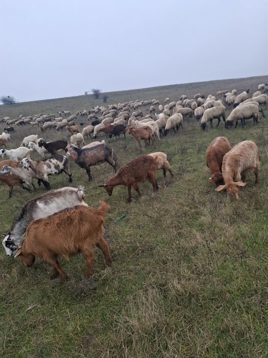 Vand oi carabase și capre