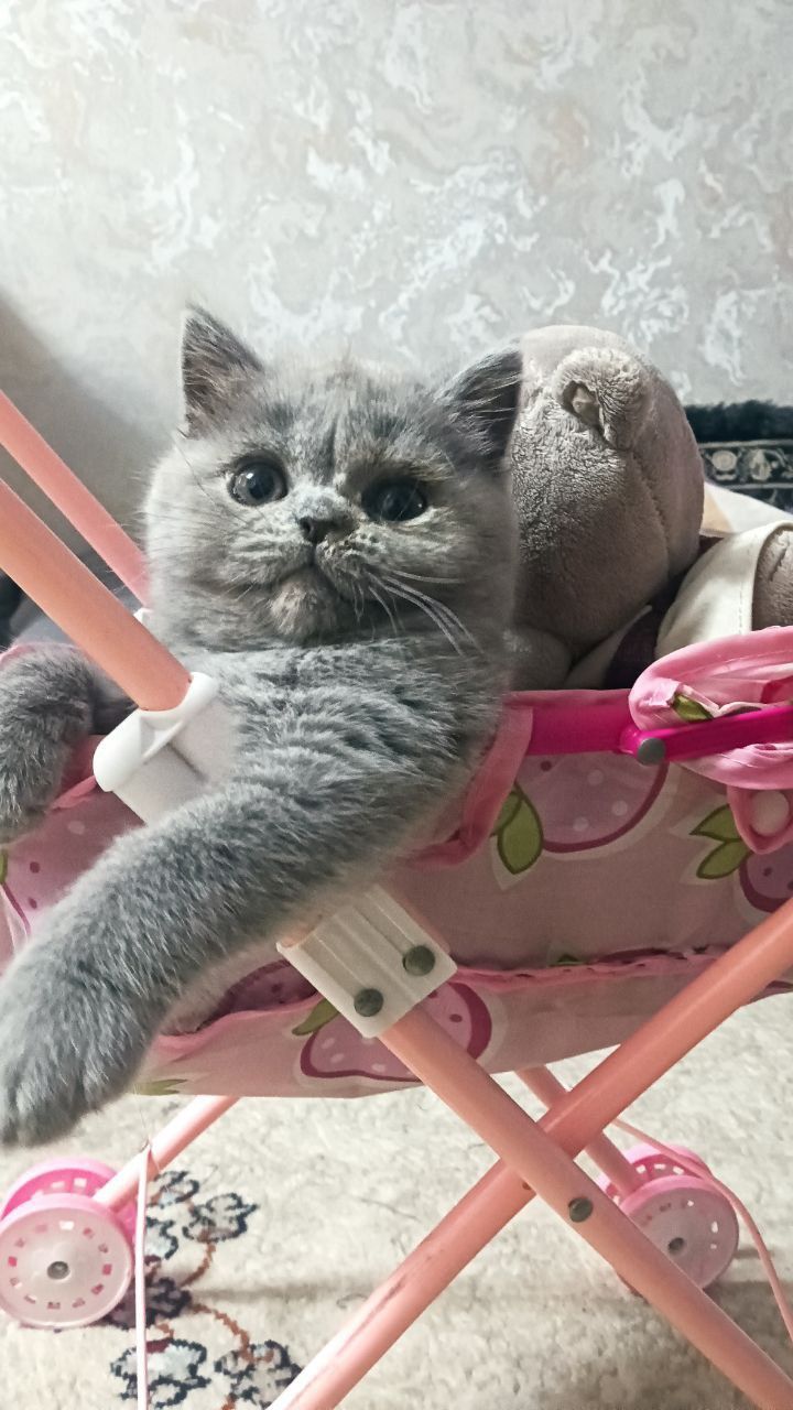 Продаю   котенку