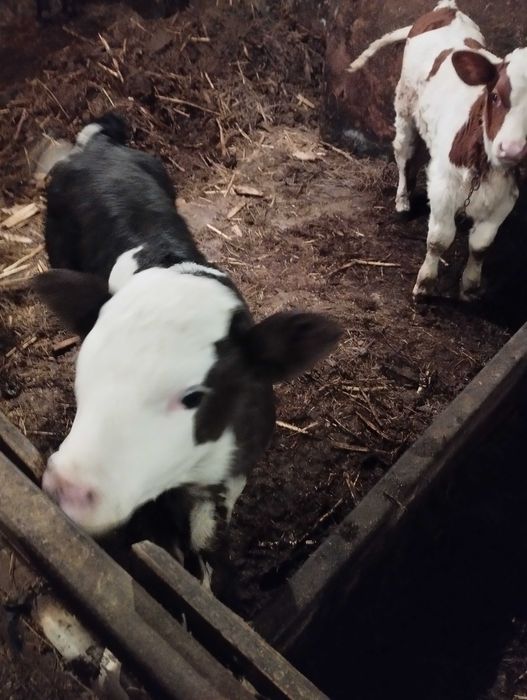 vind vitei de pus la vaca