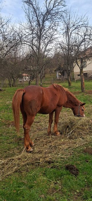 Cal căruță si ham